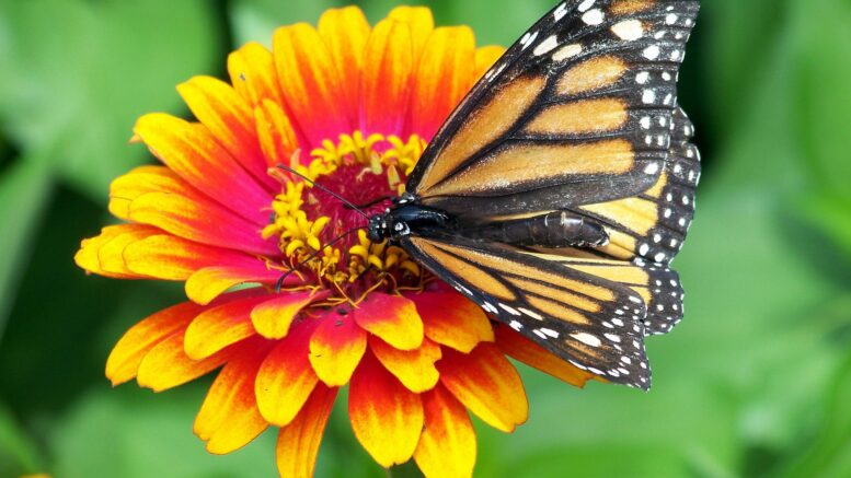 Cómo es la conservación de la mariposa monarca