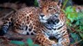 Cuáles son las causas de la extinción del jaguar