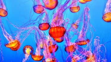 Cuántos años vive la medusa inmortal