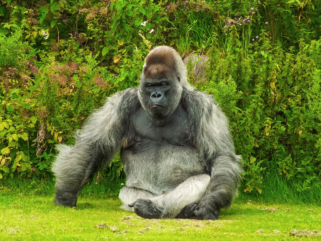 Gorila espalda plateada